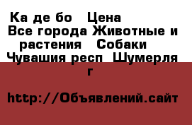 Ка де бо › Цена ­ 25 000 - Все города Животные и растения » Собаки   . Чувашия респ.,Шумерля г.